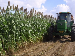 Ethanol từ lúa miến - đột phá nhiên liệu sinh học